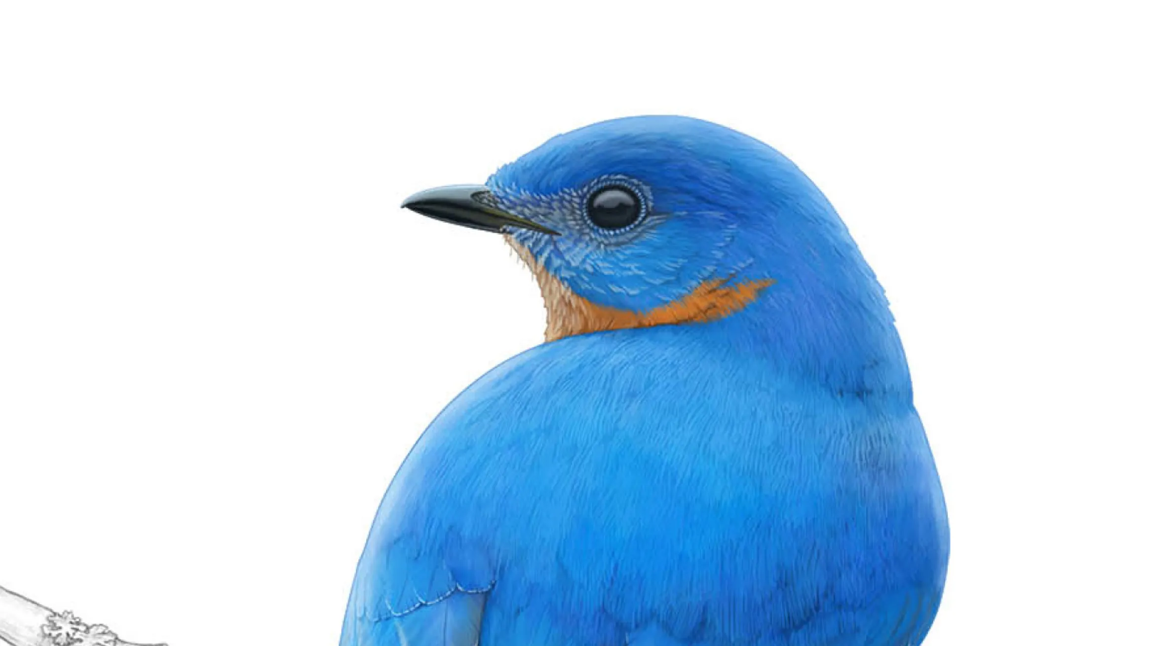 Birds of Ontario cover book