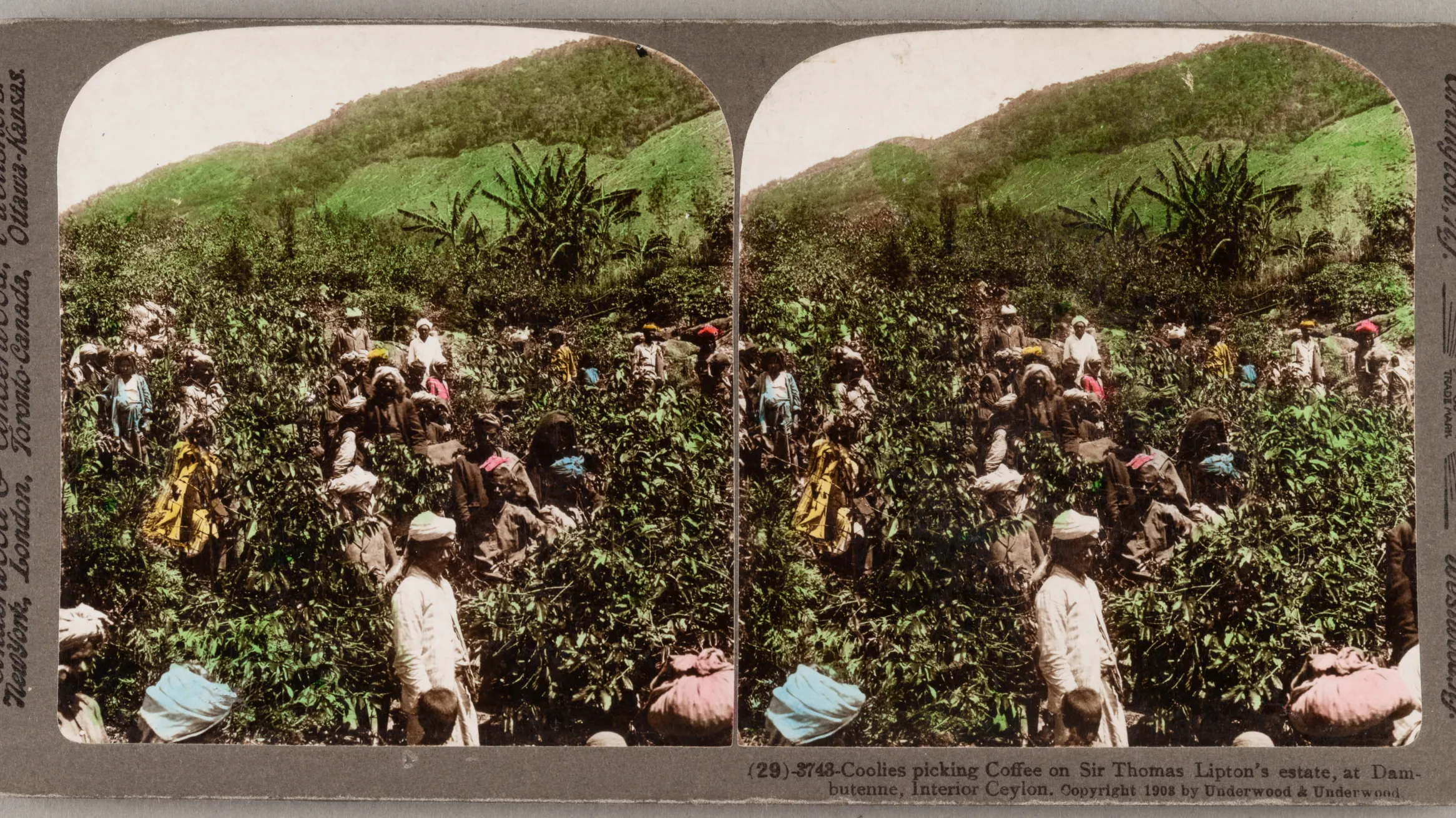 Coolies picking coffee on Sir Thomas Lipton's estate at Dambutenne, Interior Ceylon