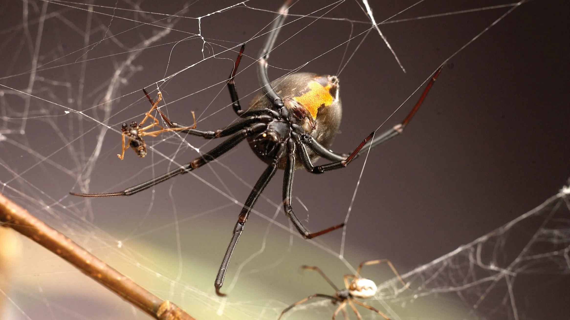 Redback female with two males (one dead following copulatory cannibalism, one courting) Photo credit: Ken Jones