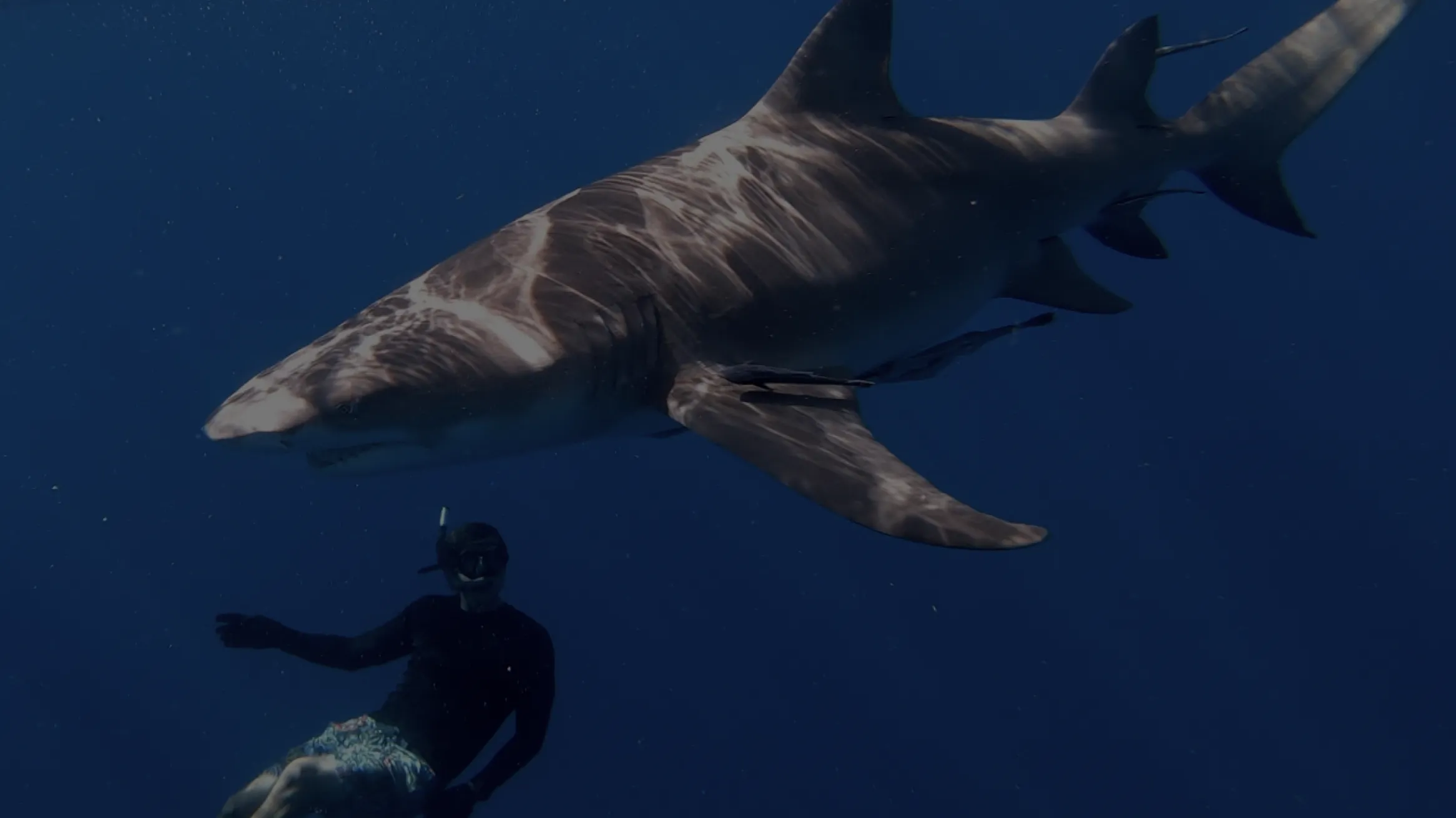 A shark swimming over a person scuba diving