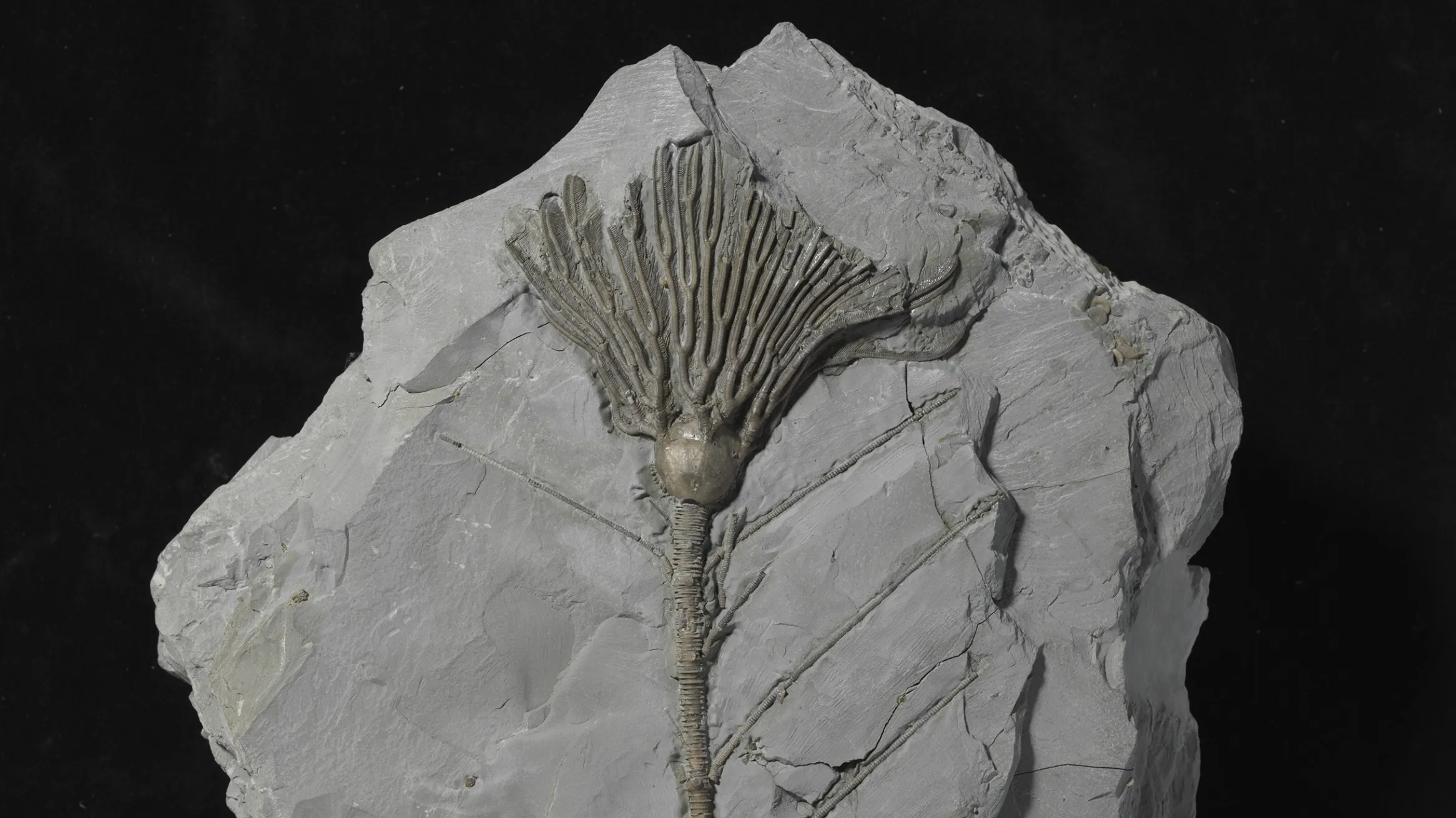 Arthroacantha carpenteri (crinoid) - ROMIP65982