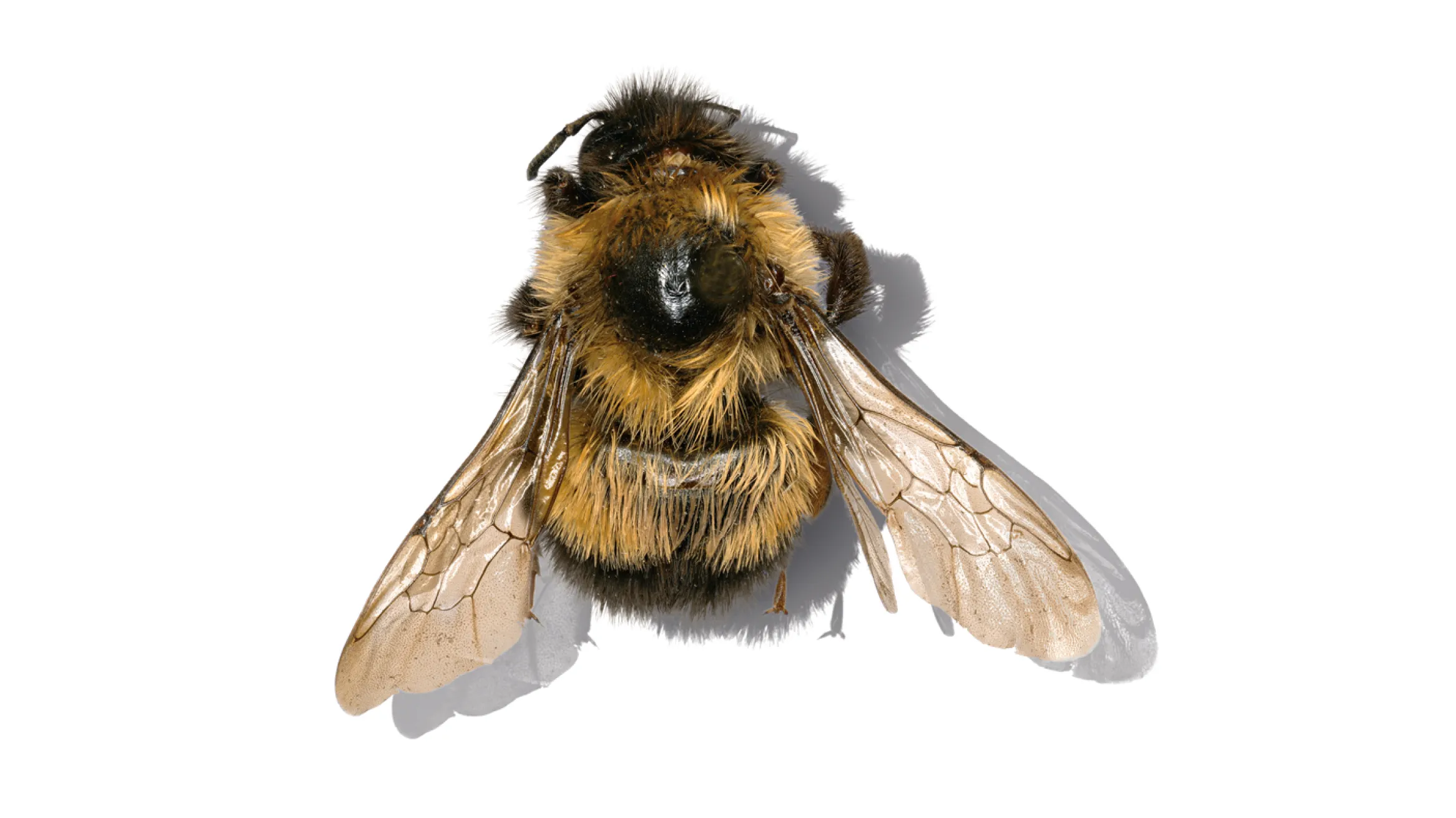 Bombus affinis (Rusty-patched Bumble Bee)