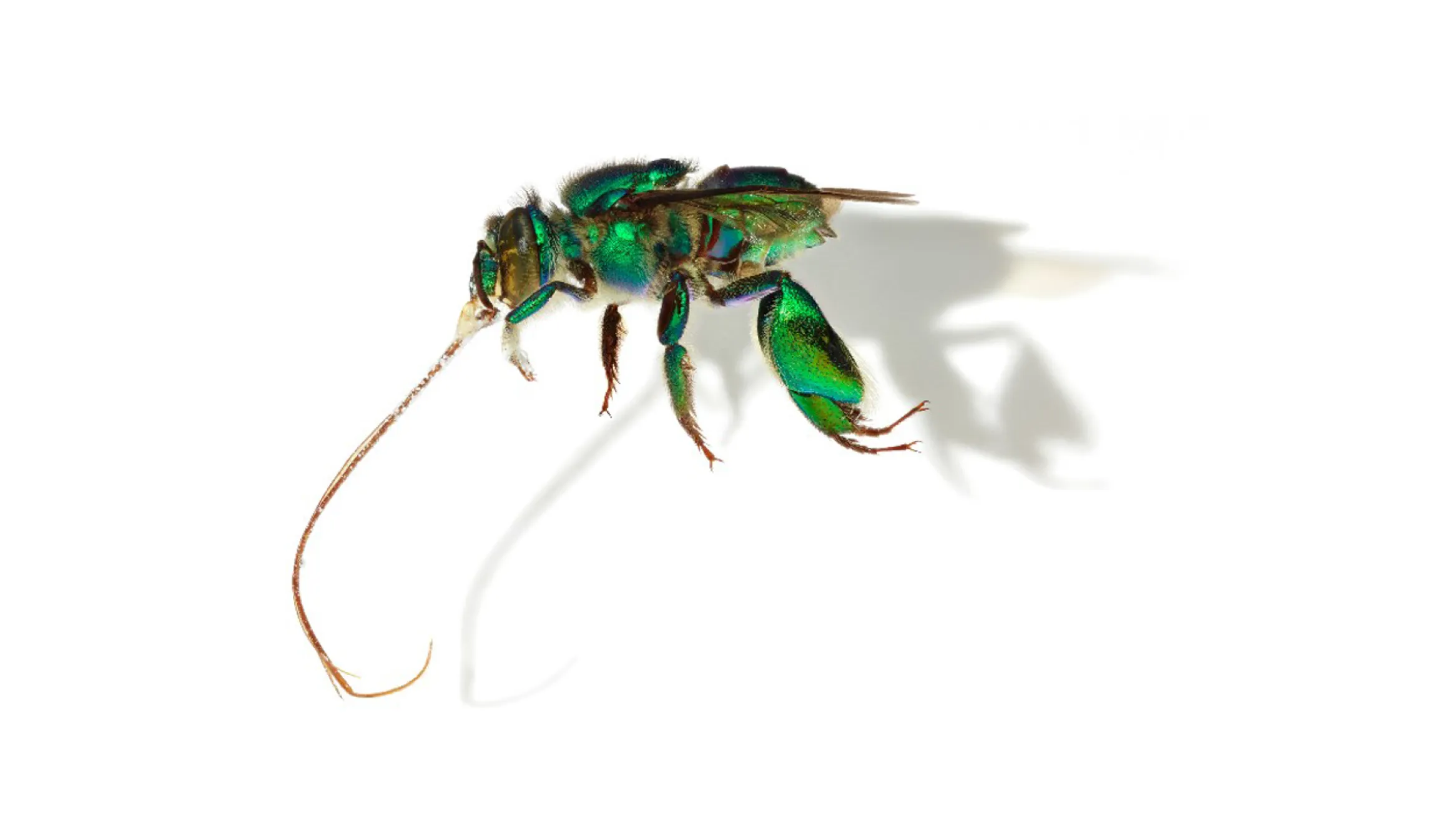 Euglossa imperialis (Imperial Orchid Bee)