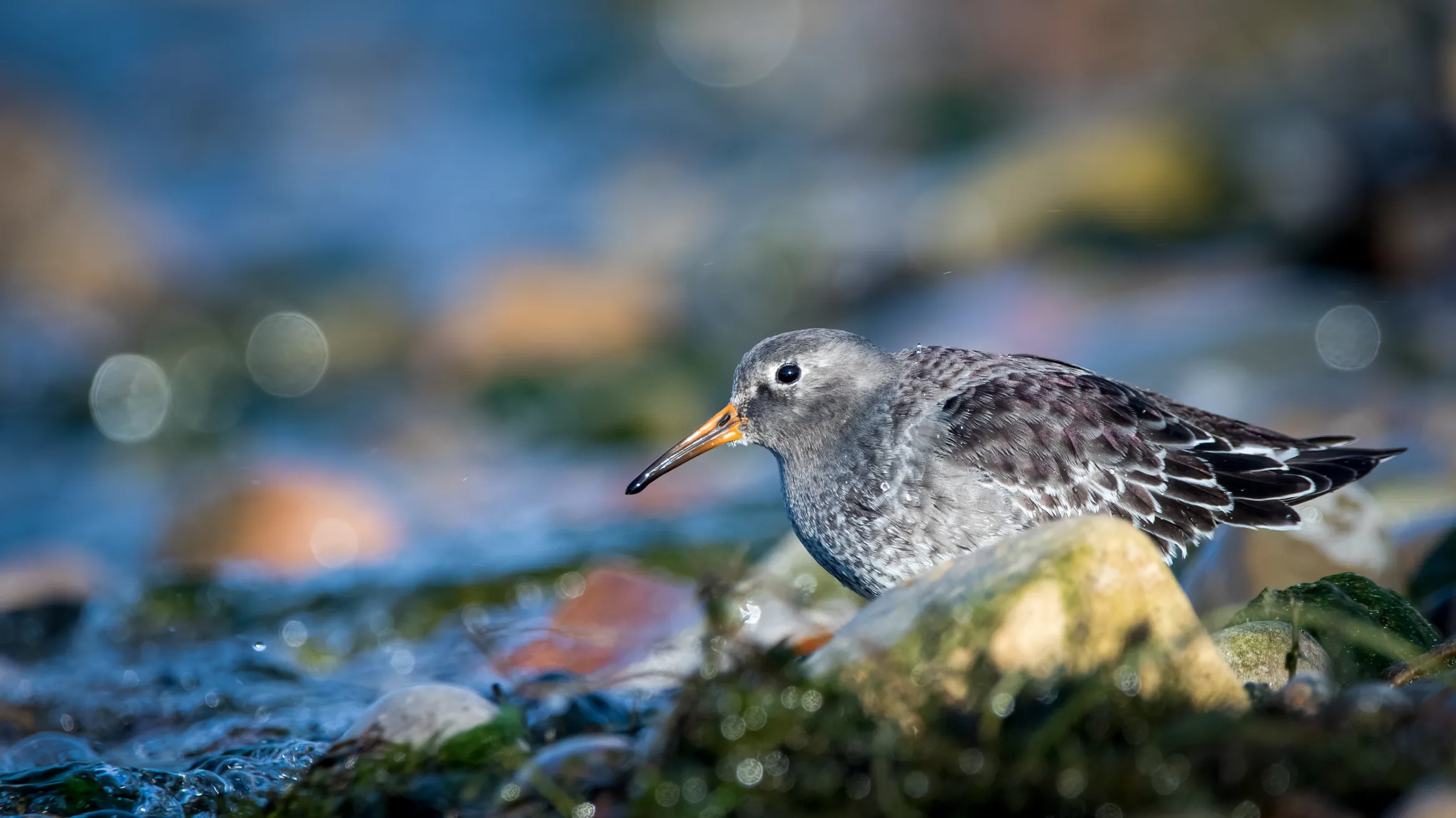 Purple Sandpiper.  Photo credit: Ankur Khurana