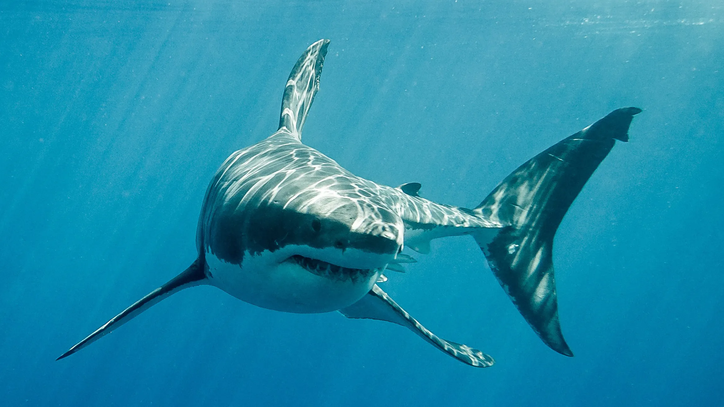 White shark, often called a ‘great’ white shark ( Carcharodon carcharias).