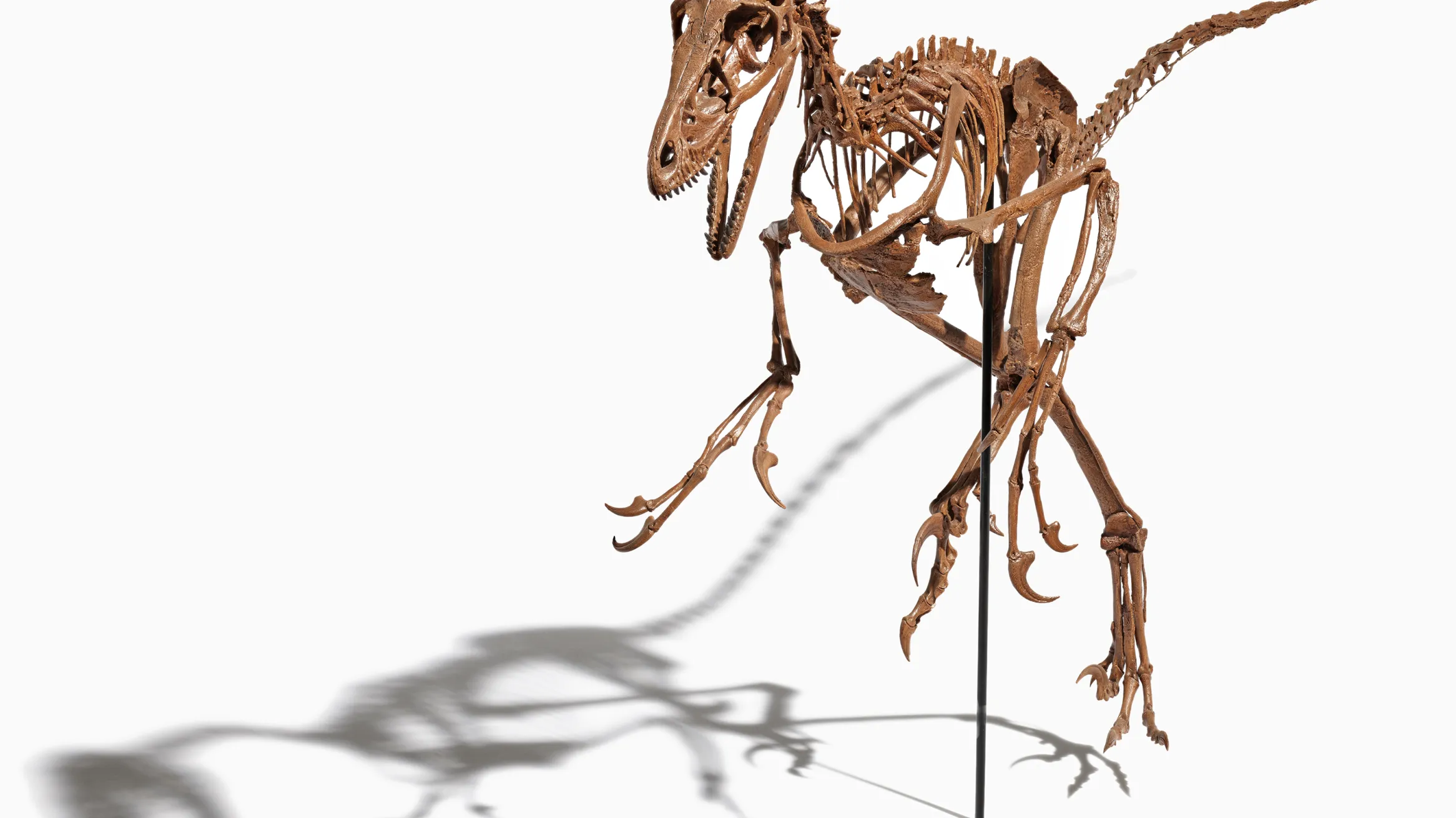Mounted skeleton of a small theropod dinosaur posed upright on a white background.