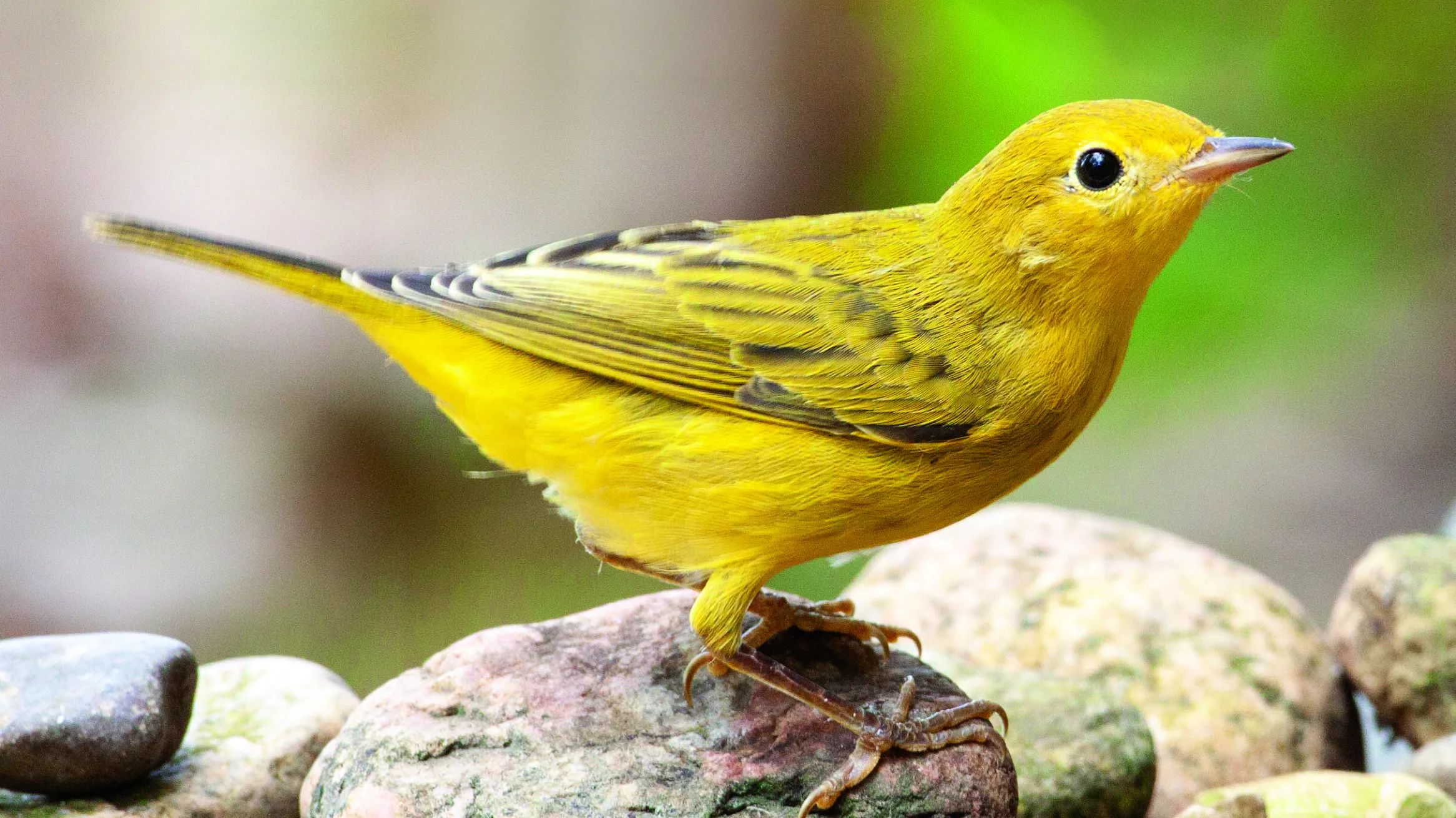 Yellow Warbler, © Mark Peck.