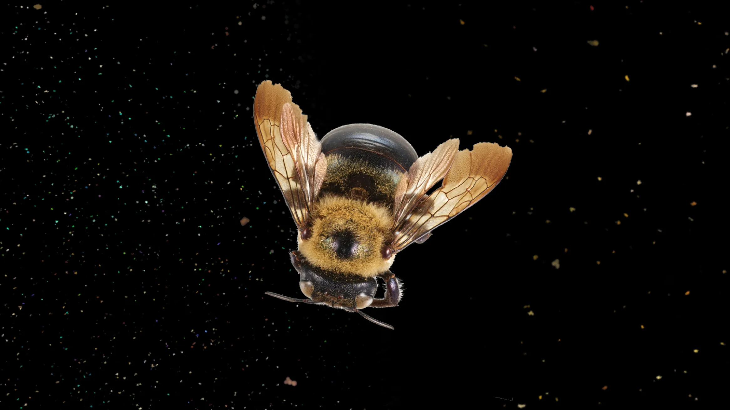 dorsal view of a bee surrounded by floating pollen on a black background.
