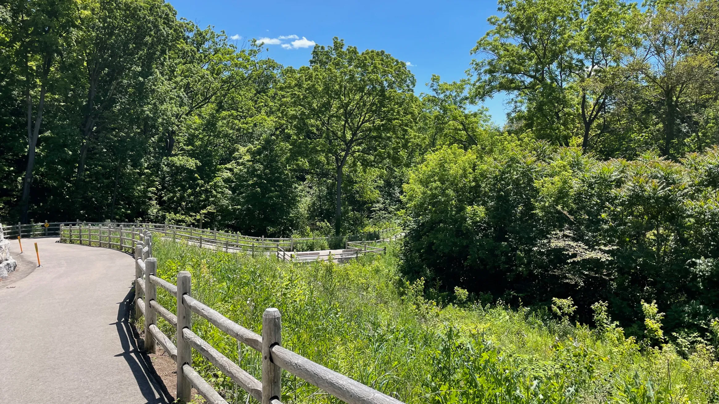 Moore Park Ravine, Photo Credit: Barry Russell
