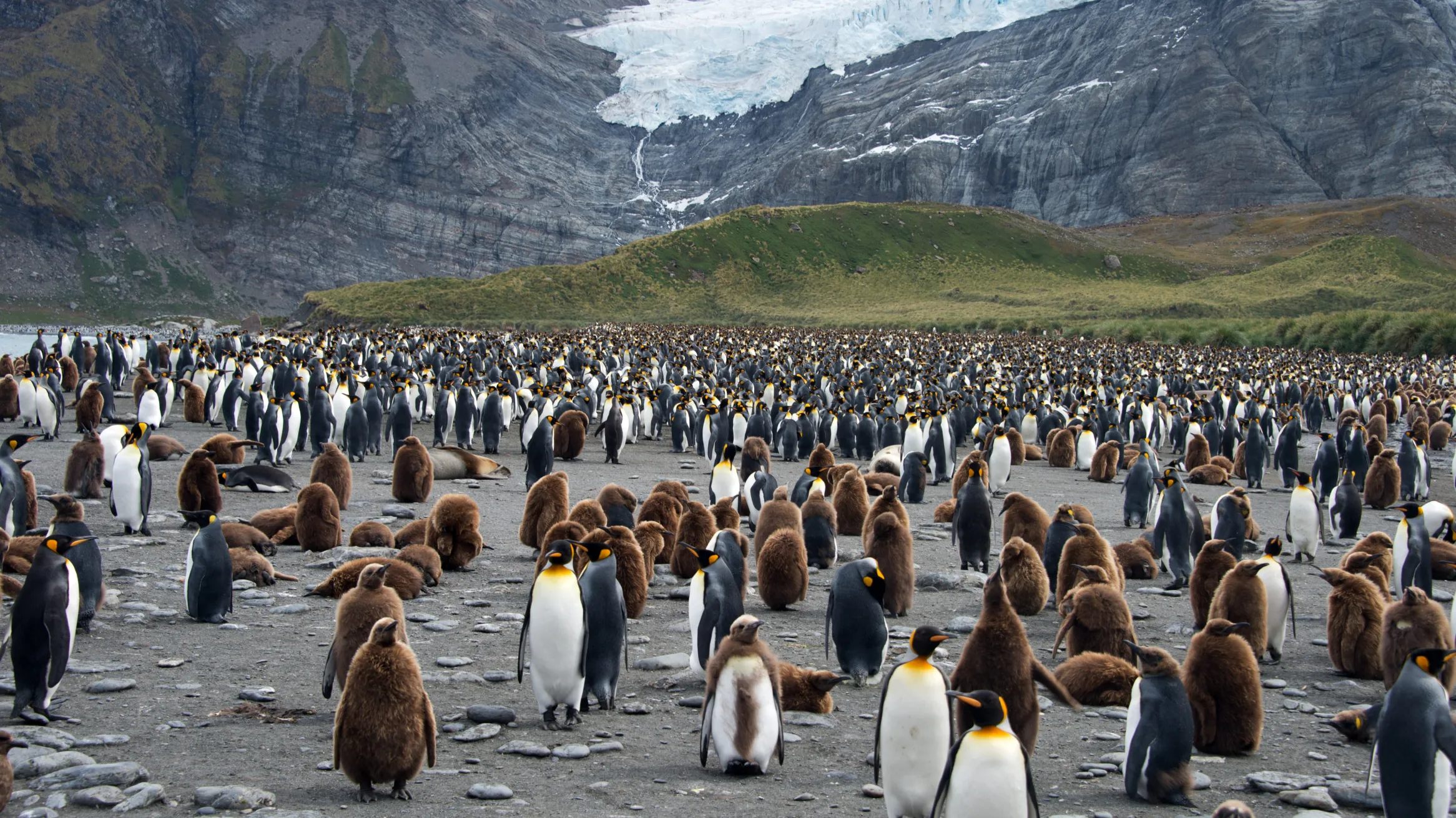 A large colony of penguins gathered on a snowy, icy terrain, with a backdrop of a majestic glacier.