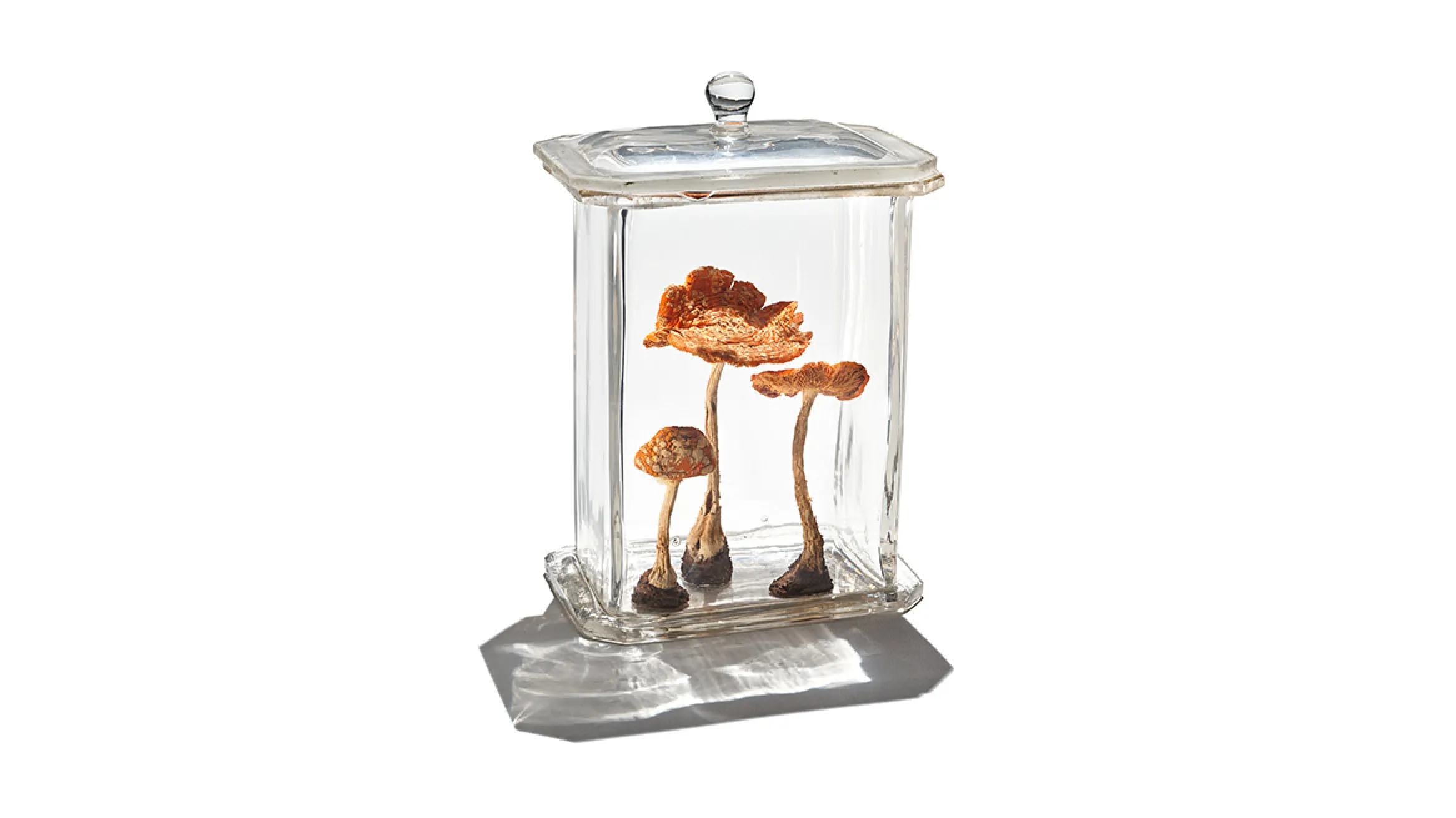 Two preserved orange mushrooms displayed upright inside a small rectangular glass case with a metal base and lid.