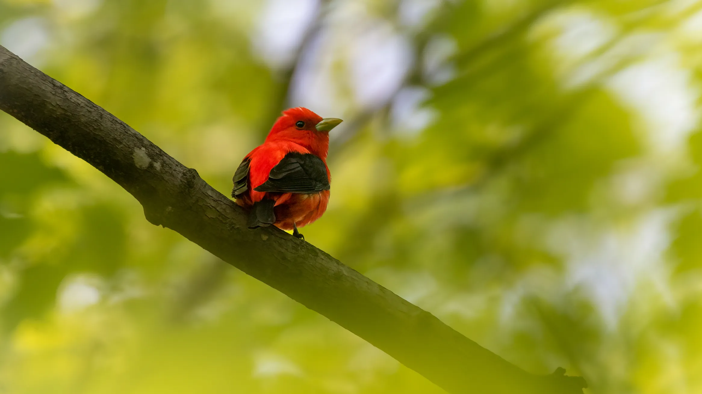 Scarlet Tanager Credit: © Ankur Khurana.