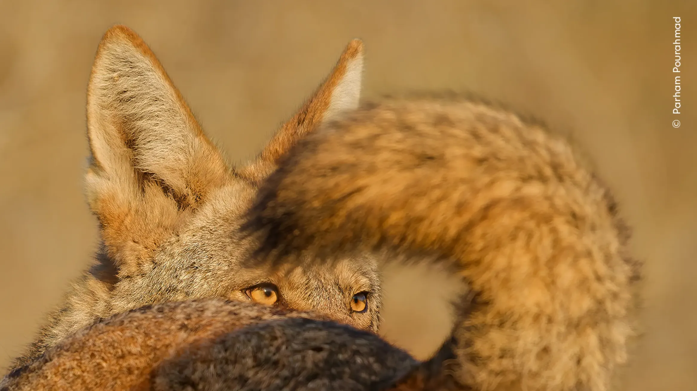 Sunlit close up of face and raised tale of a California Valley Coyote looking over its shoulder.