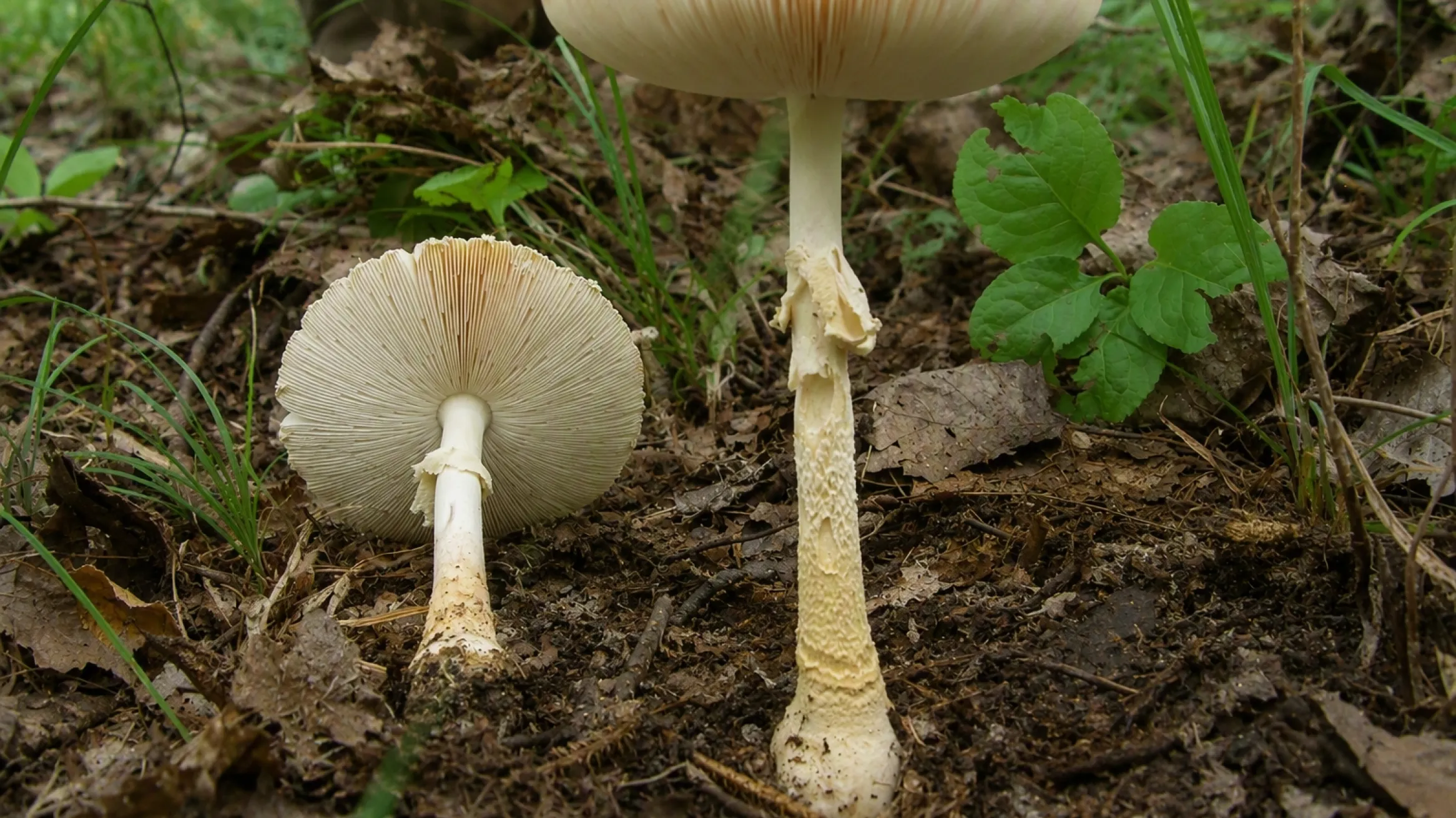 Amanita Mushroom
