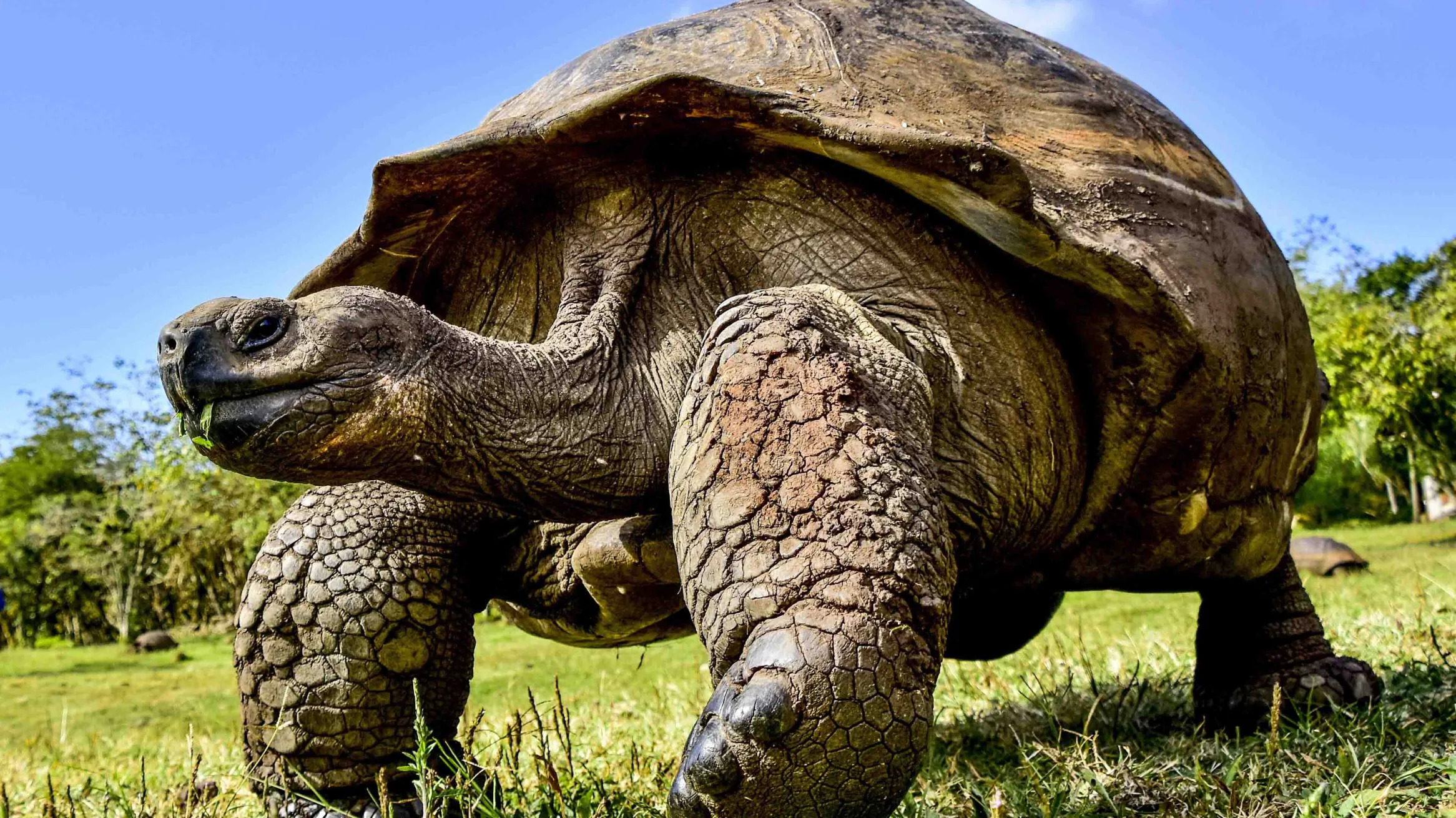  Galapagos Giant Tortoise © Felix Reyes Photography, Wikimedia Commons CC BY-SA 4.0 Creative Commons Attribution-Share Alike 4.0 International 2019 300 dpi.jpg
