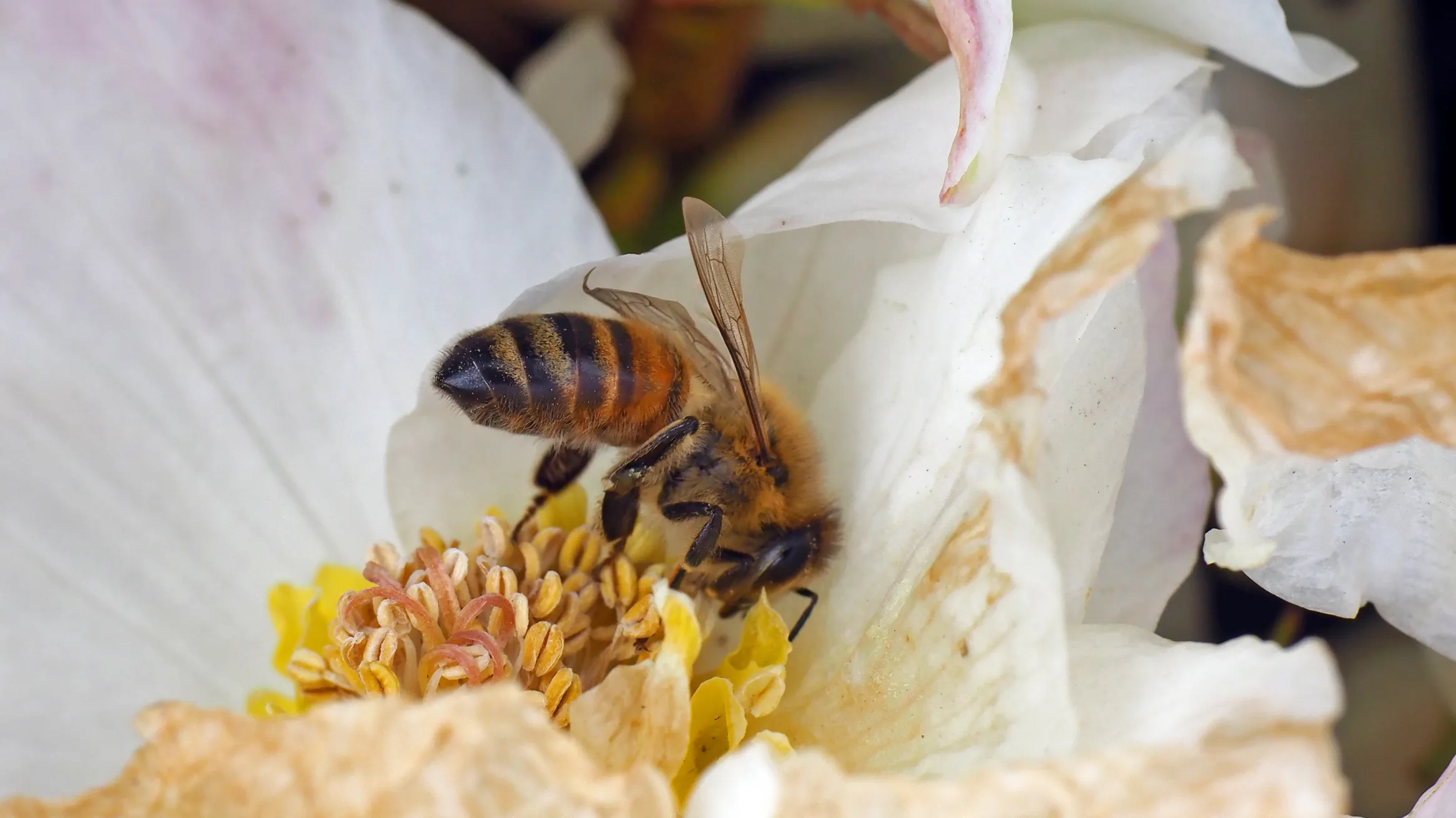 Primary Image Honey Bee © Antonia Guidotti