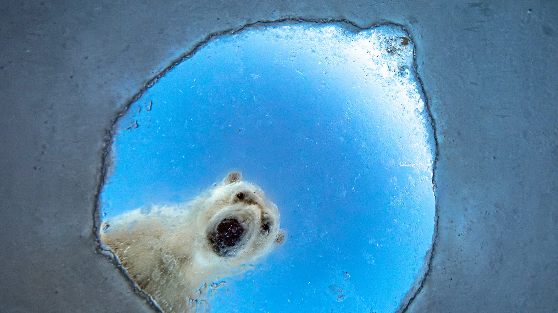 Underwater view looking up at a polar bear peering down through a hole in the ice.