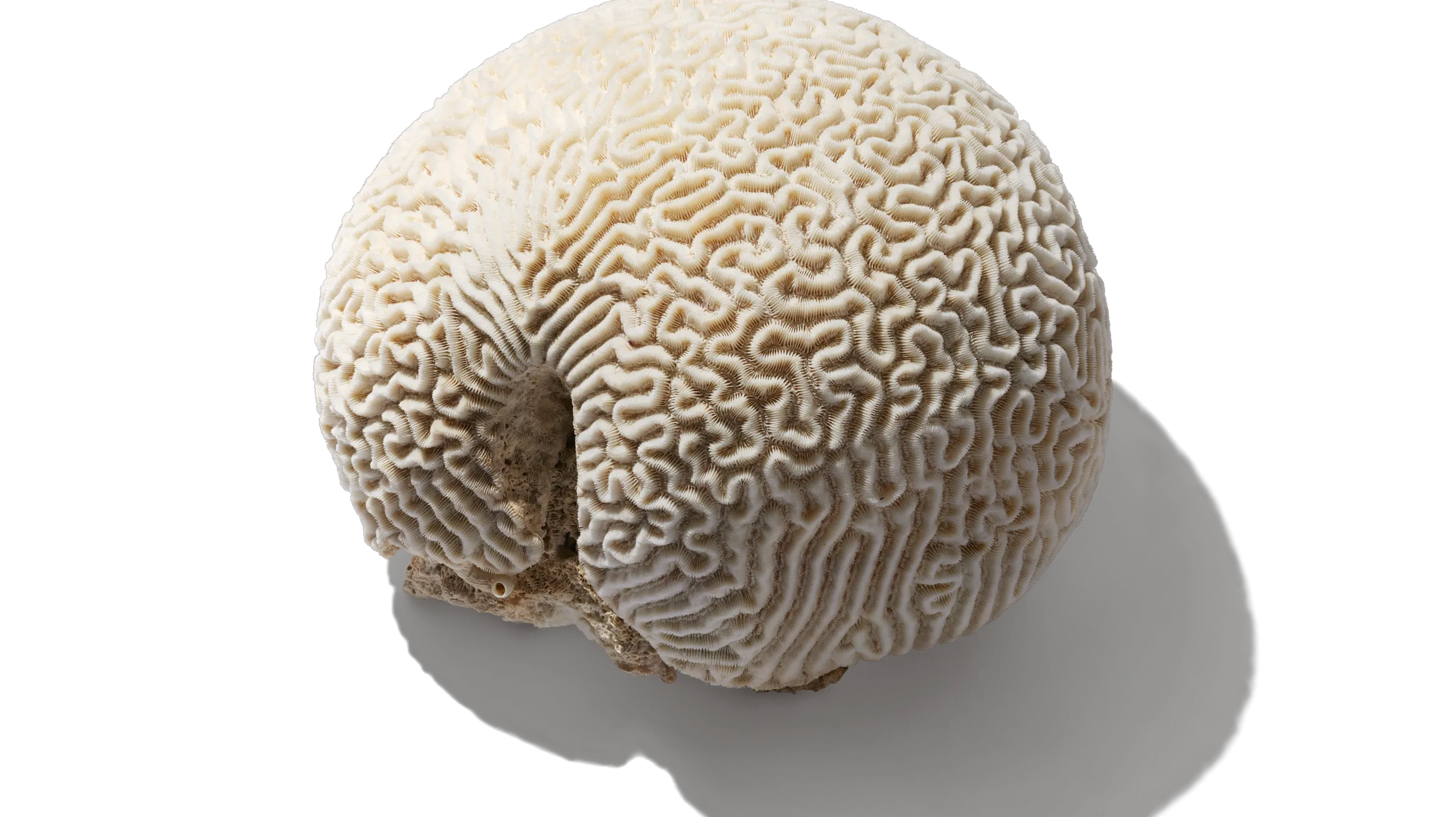 Brain Coral