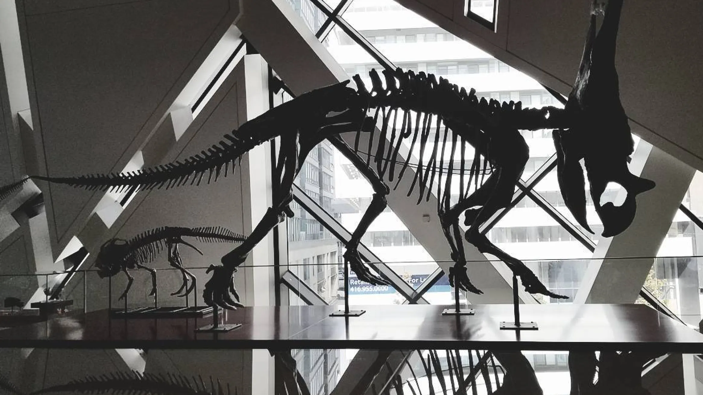 Triceratops skeleton reflected on a glossy museum floor.