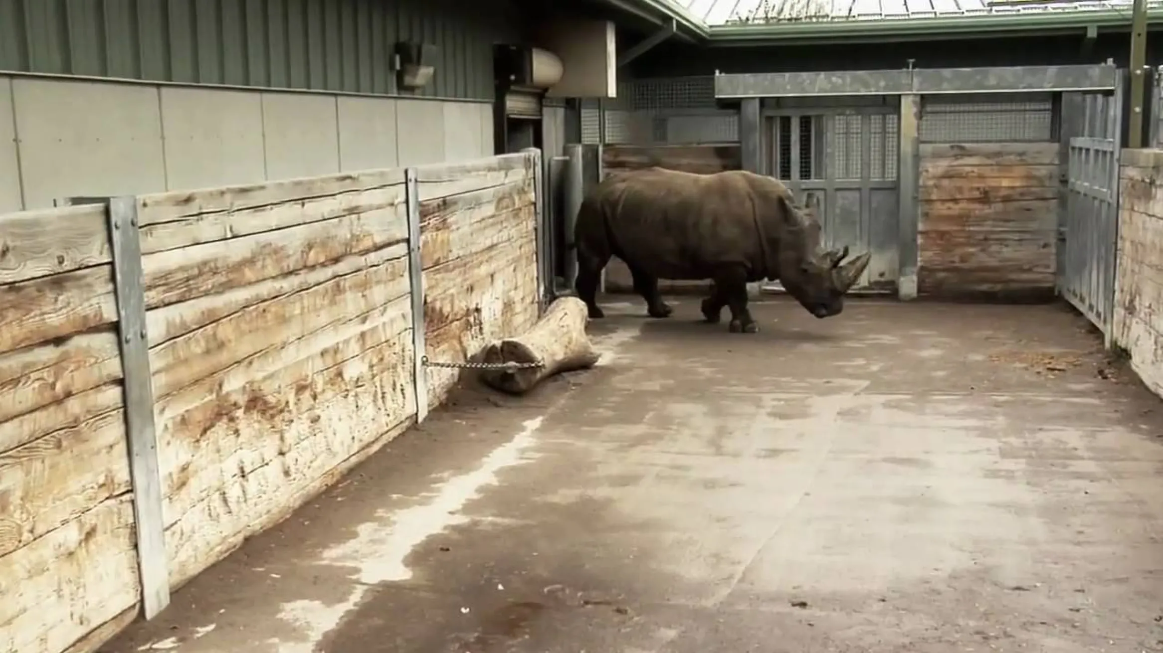 Iconic: White Rhino | Royal Ontario Museum