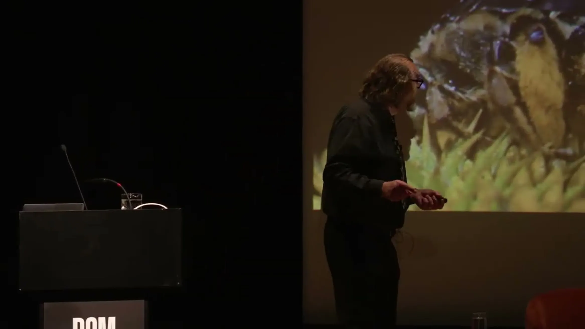 Weird and Wonderful Bees of the World