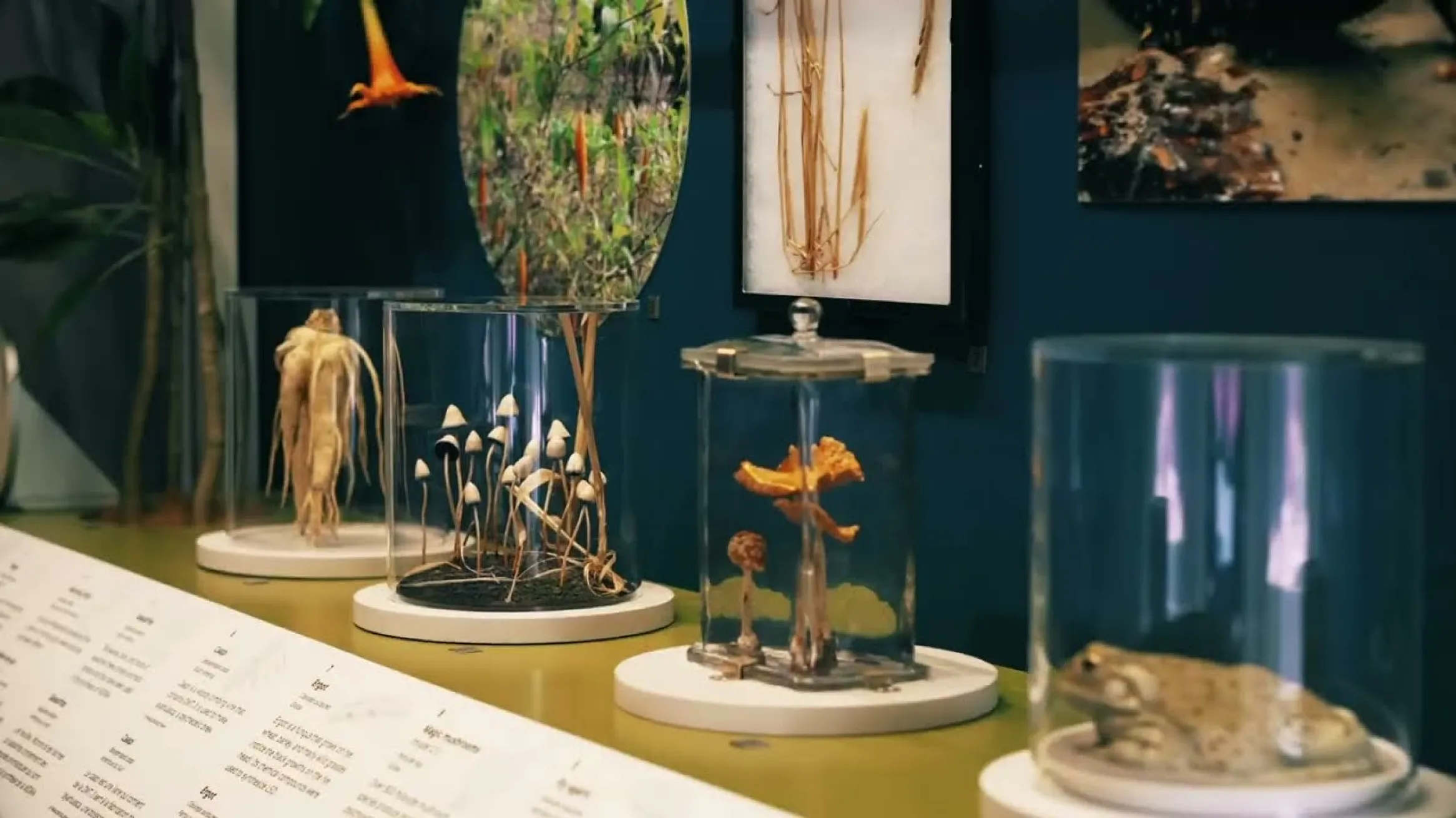 Psychedelics: Art. Culture. Science.